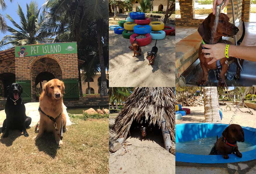 O grande cão de guarda Dogo Argentino » Cão em Foco